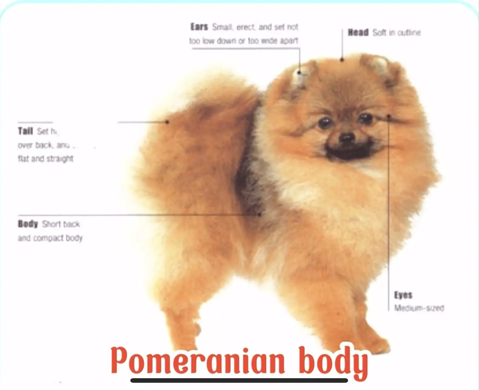 Chó phốc sóc - Chuyên trang về giống chó Pomeranian Vấn Đề Luxation Patella (bệnh xương bánh chè) ở Chó Phốc Sóc Patella Cách chăm sóc chó phốc sóc