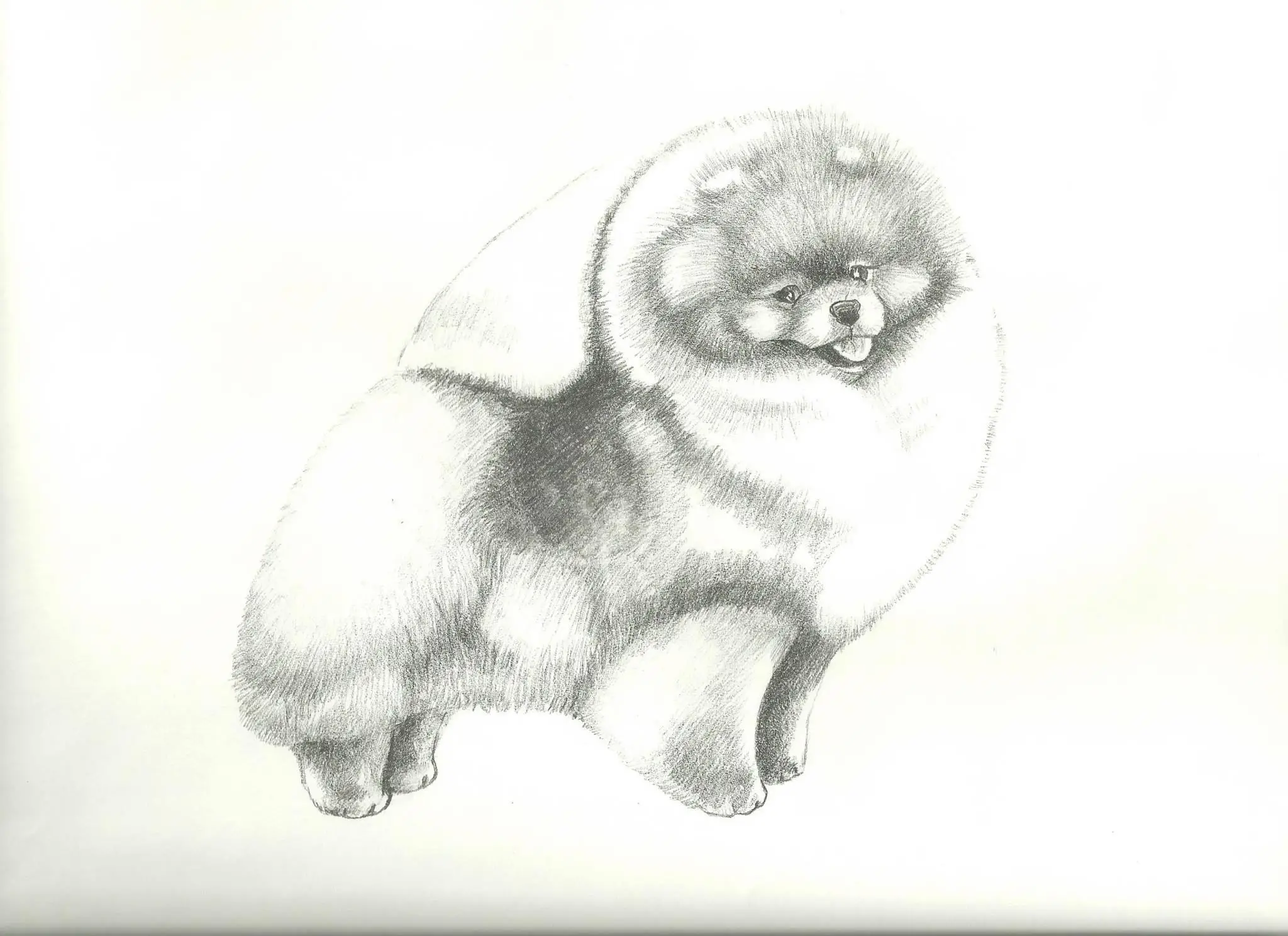 Chó phốc sóc - Chuyên trang về giống chó Pomeranian Vấn Đề Luxation Patella (bệnh xương bánh chè) ở Chó Phốc Sóc Patella Cách chăm sóc chó phốc sóc