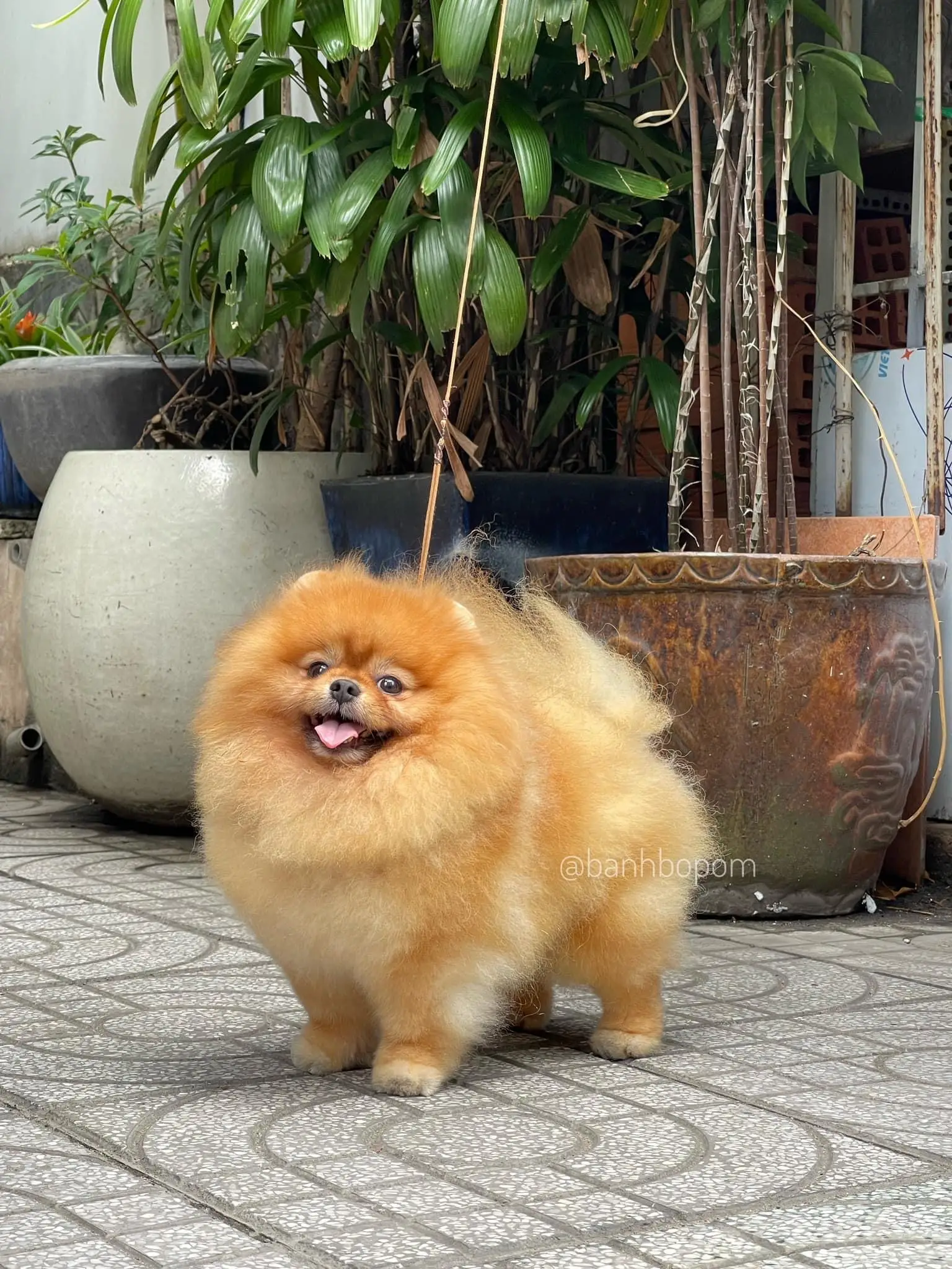 Chó phốc sóc - Chuyên trang về giống chó Pomeranian Chó pom màu cam - Tất cả những gì bạn cần biết về chó phốc sóc màu cam (chó Pomeranian màu cam) Pom màu cam đậm Kiến thức cơ bản về giống chó phốc sóc