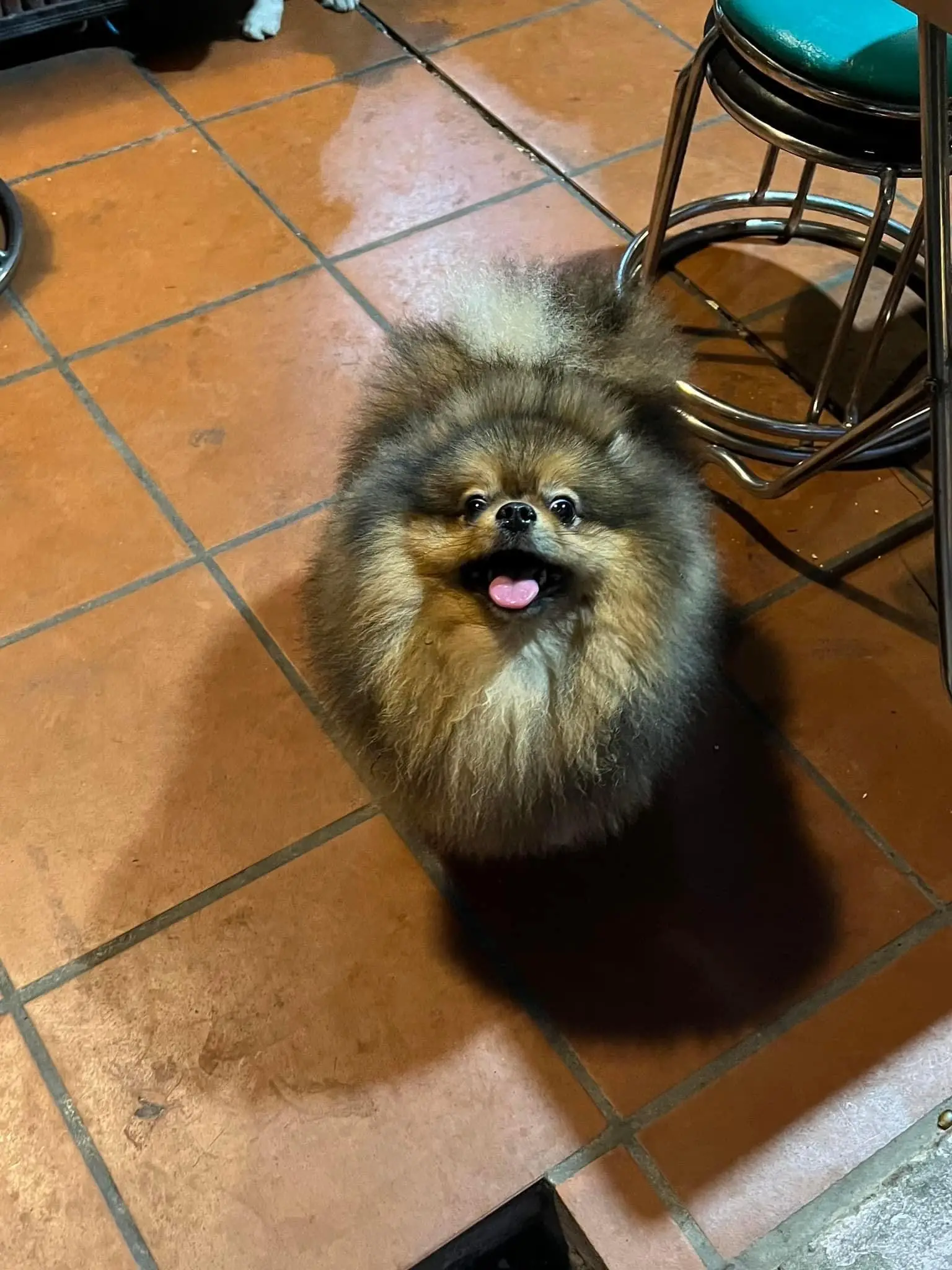 Chó phốc sóc - Chuyên trang về giống chó Pomeranian Chó pom màu cam - Tất cả những gì bạn cần biết về chó phốc sóc màu cam (chó Pomeranian màu cam) Pom màu cam đậm Kiến thức cơ bản về giống chó phốc sóc