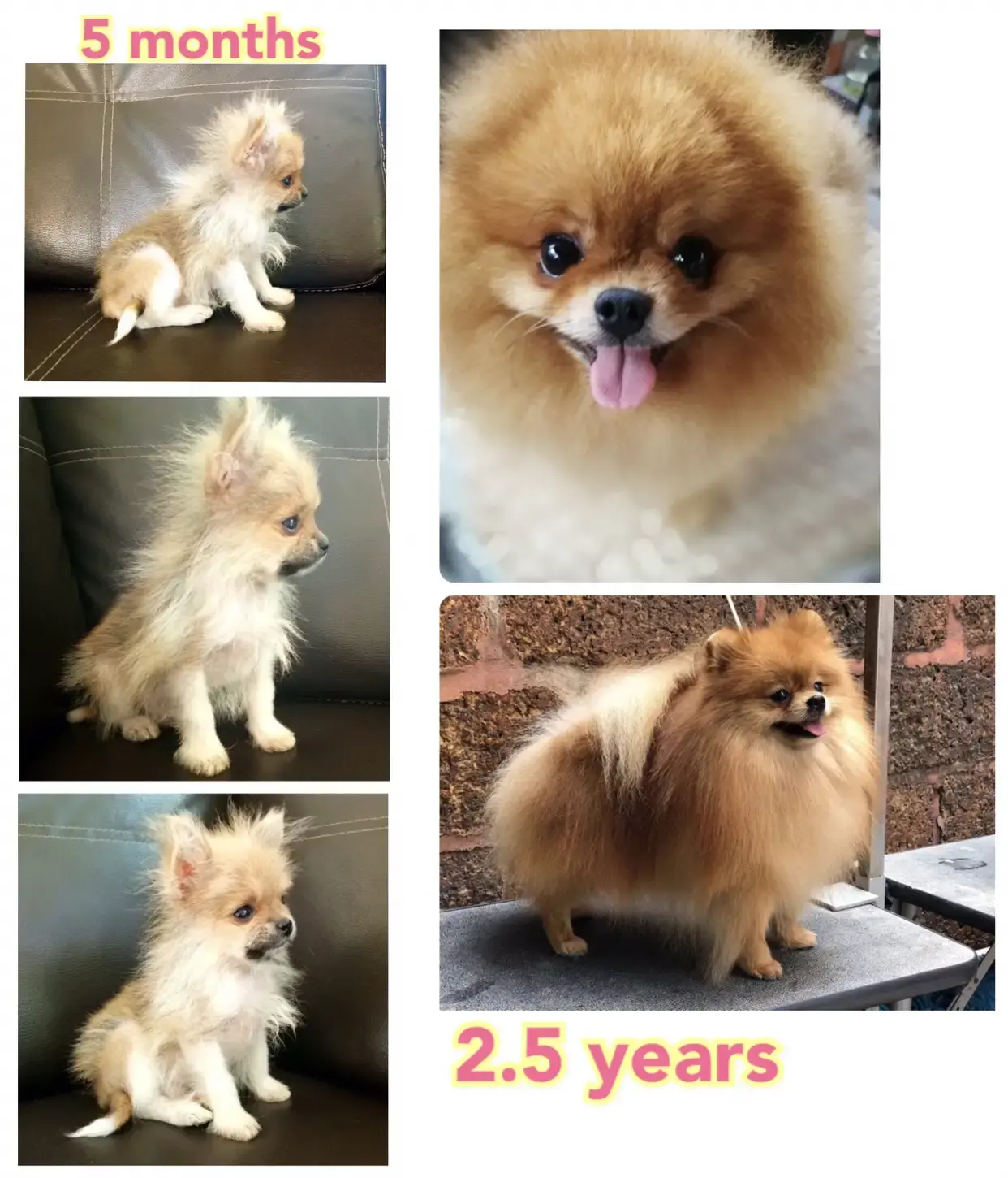 Chó phốc sóc - Chuyên trang về giống chó Pomeranian Pom bị rụng lông - Hiểu về bệnh rụng lông ở chó Pom, chó phốc sóc bị rụng lông chó phốc sóc bị rụng lông Kiến thức cơ bản về giống chó phốc sóc