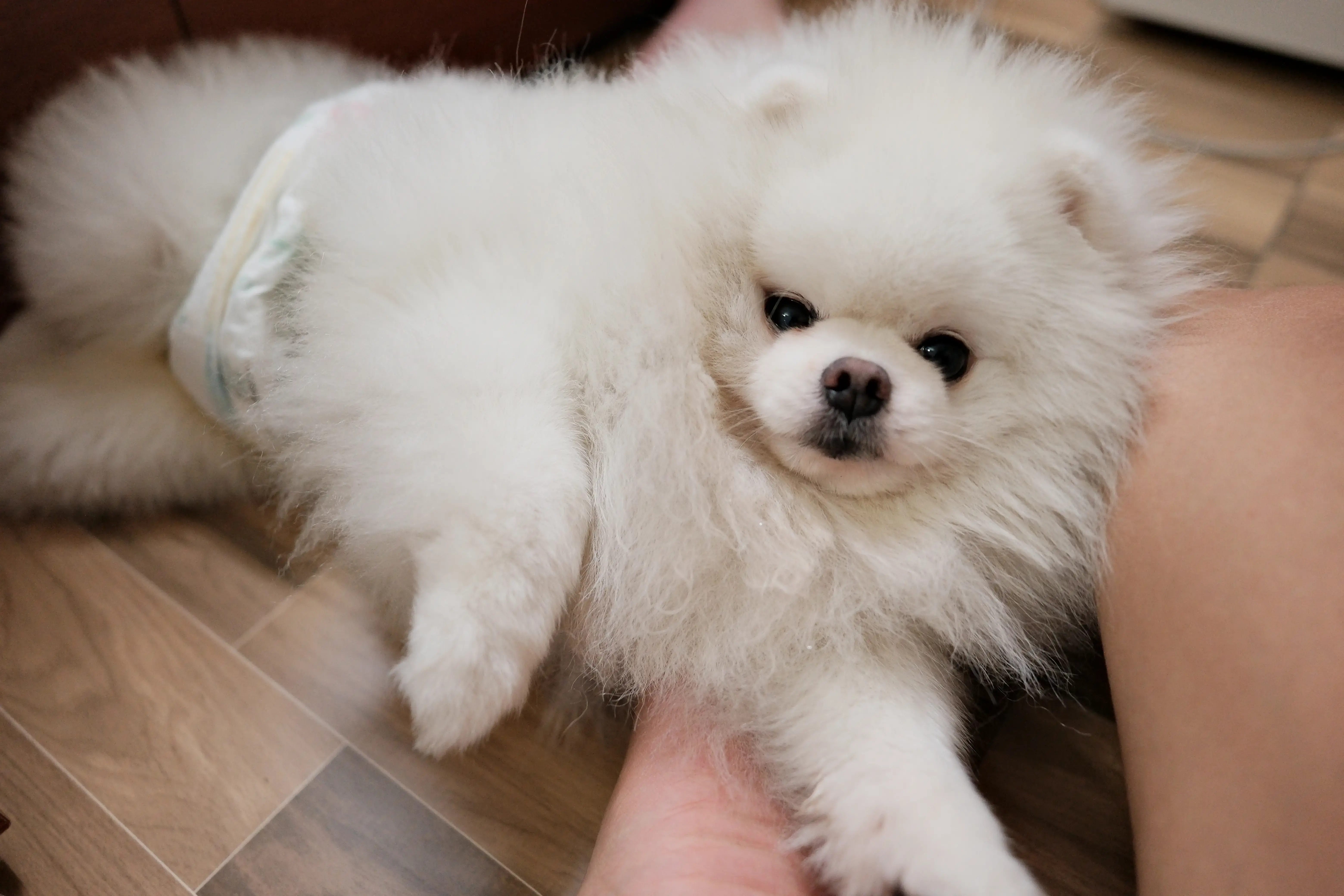 Chó phốc sóc - Chuyên trang về giống chó Pomeranian Pom bị rụng lông - Hiểu về bệnh rụng lông ở chó Pom, chó phốc sóc bị rụng lông chó phốc sóc bị rụng lông Kiến thức cơ bản về giống chó phốc sóc