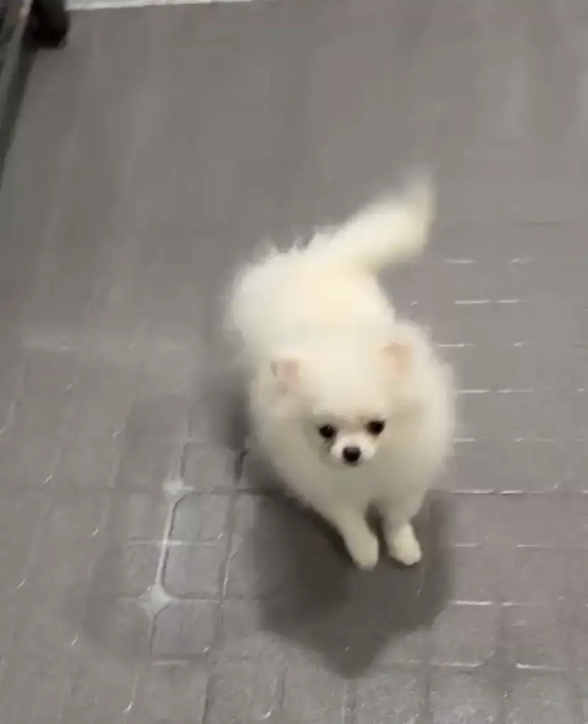Chó phốc sóc - Chuyên trang về giống chó Pomeranian Pom bị táo bón, chó bị táo bón bạn phải làm gì? Cách chăm sóc chó phốc sóc Cách chăm sóc chó phốc sóc