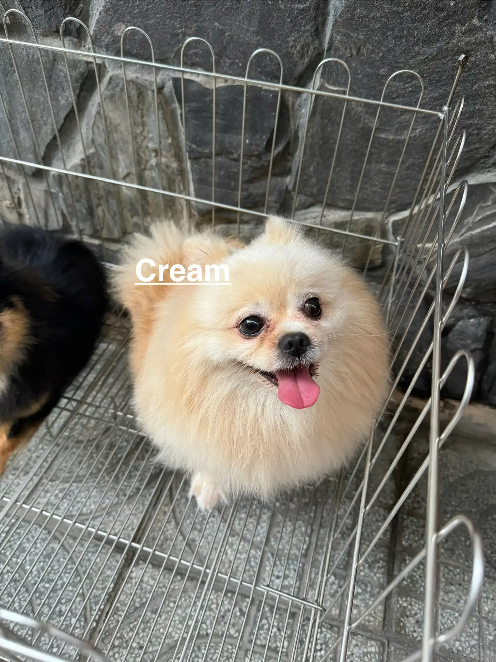 Chó phốc sóc - Chuyên trang về giống chó Pomeranian Pom bị táo bón, chó bị táo bón bạn phải làm gì? Cách chăm sóc chó phốc sóc Cách chăm sóc chó phốc sóc