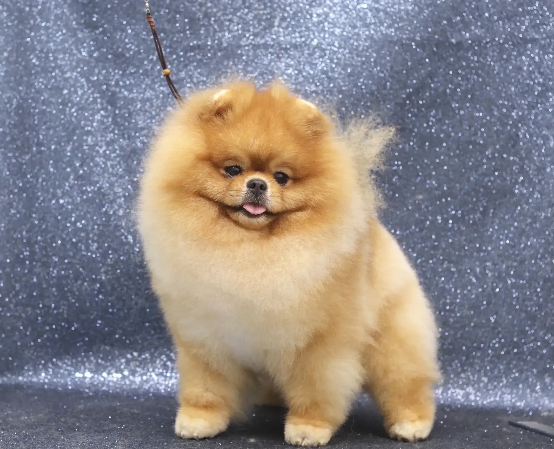 Chó phốc sóc - Chuyên trang về giống chó Pomeranian Nhân giống Pomeranian (phối giống pom) Để Đạt Được Màu Lông Mong Muốn: Di Truyền Học Màu Lông nhân giống pom Kinh nghiệm chăm sóc chó sinh sản