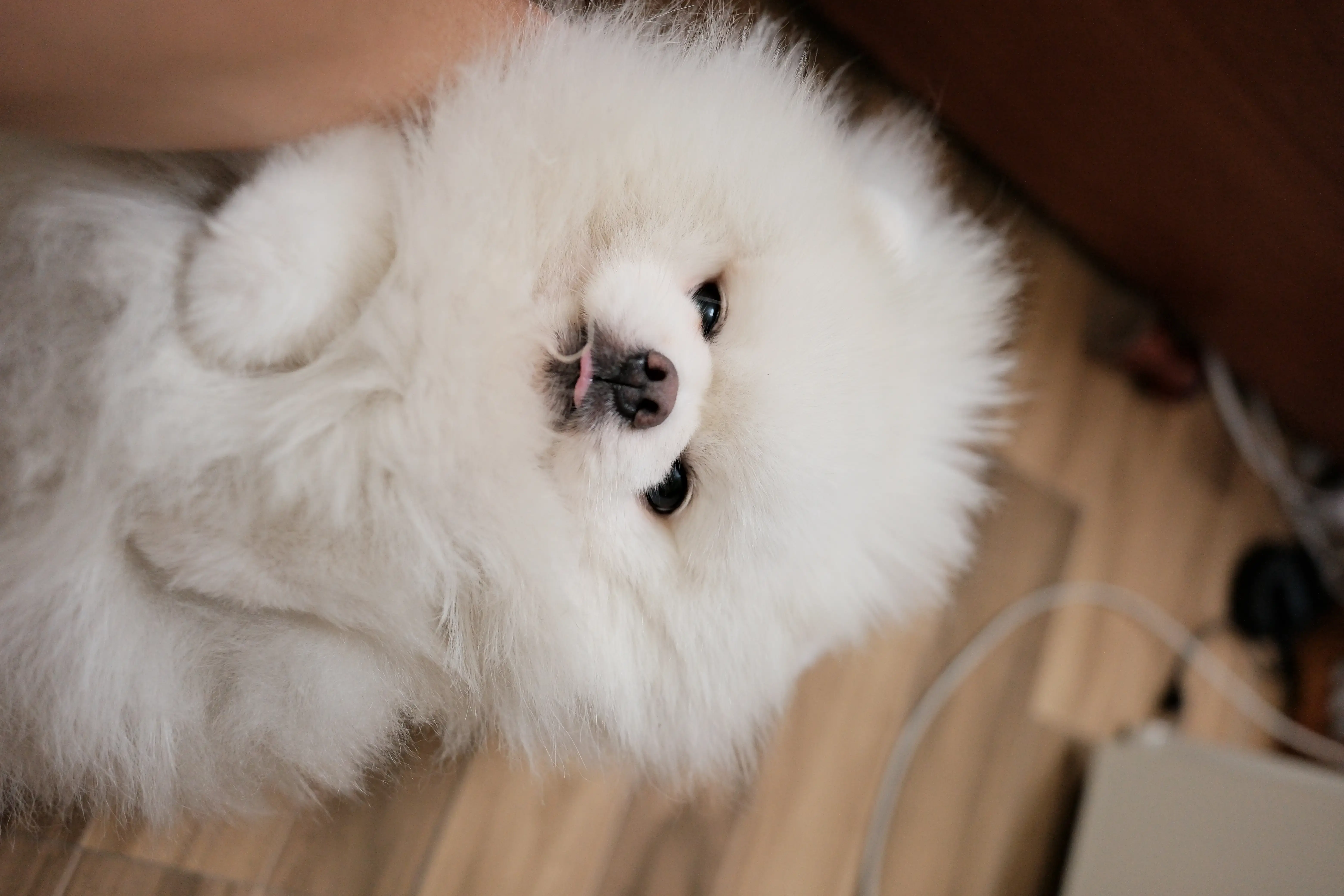 Chó phốc sóc - Chuyên trang về giống chó Pomeranian Nhân giống Pomeranian (phối giống pom) Để Đạt Được Màu Lông Mong Muốn: Di Truyền Học Màu Lông nhân giống pom Kinh nghiệm chăm sóc chó sinh sản