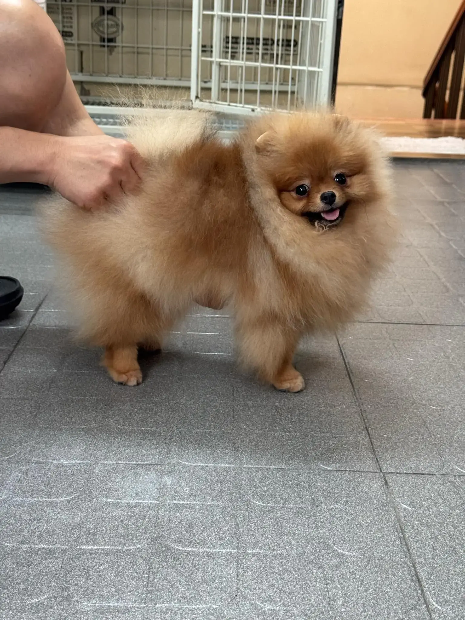 Chó phốc sóc - Chuyên trang về giống chó Pomeranian Nhân giống Pomeranian (phối giống pom) Để Đạt Được Màu Lông Mong Muốn: Di Truyền Học Màu Lông nhân giống pom Kinh nghiệm chăm sóc chó sinh sản