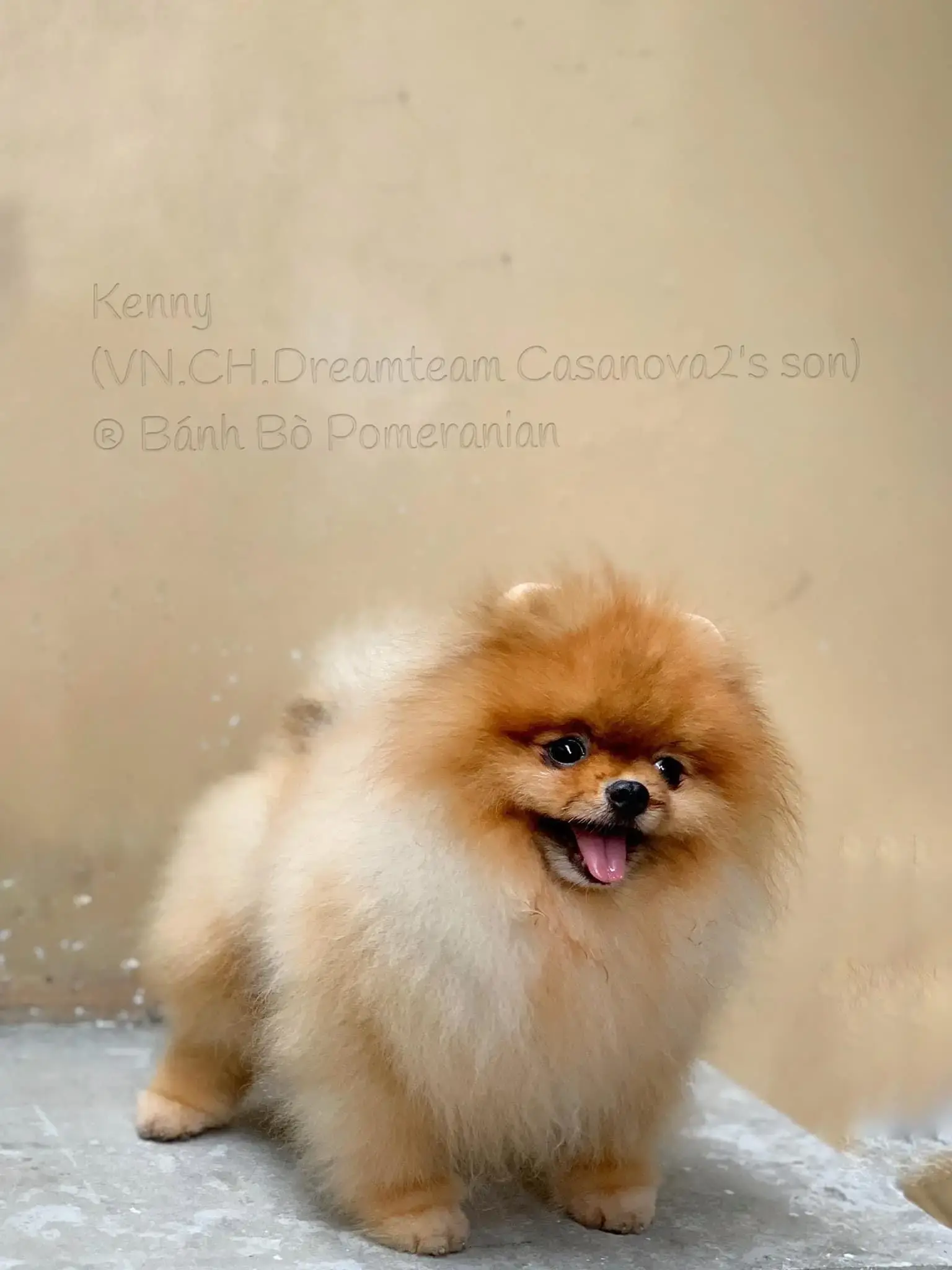 Chó phốc sóc - Chuyên trang về giống chó Pomeranian Nhân giống Pomeranian (phối giống pom) Để Đạt Được Màu Lông Mong Muốn: Di Truyền Học Màu Lông nhân giống pom Kinh nghiệm chăm sóc chó sinh sản