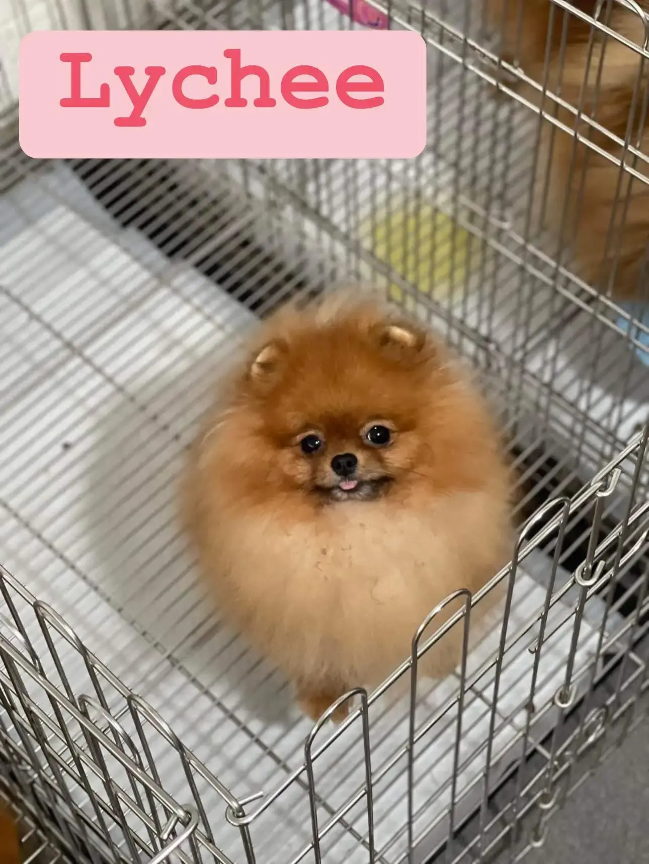 Chó phốc sóc - Chuyên trang về giống chó Pomeranian Cách cho chó pom ăn. Nên cho chó pomeranian ăn theo giờ hay ăn tự do? Cách cho chó pom ăn Kiến thức cơ bản về giống chó phốc sóc