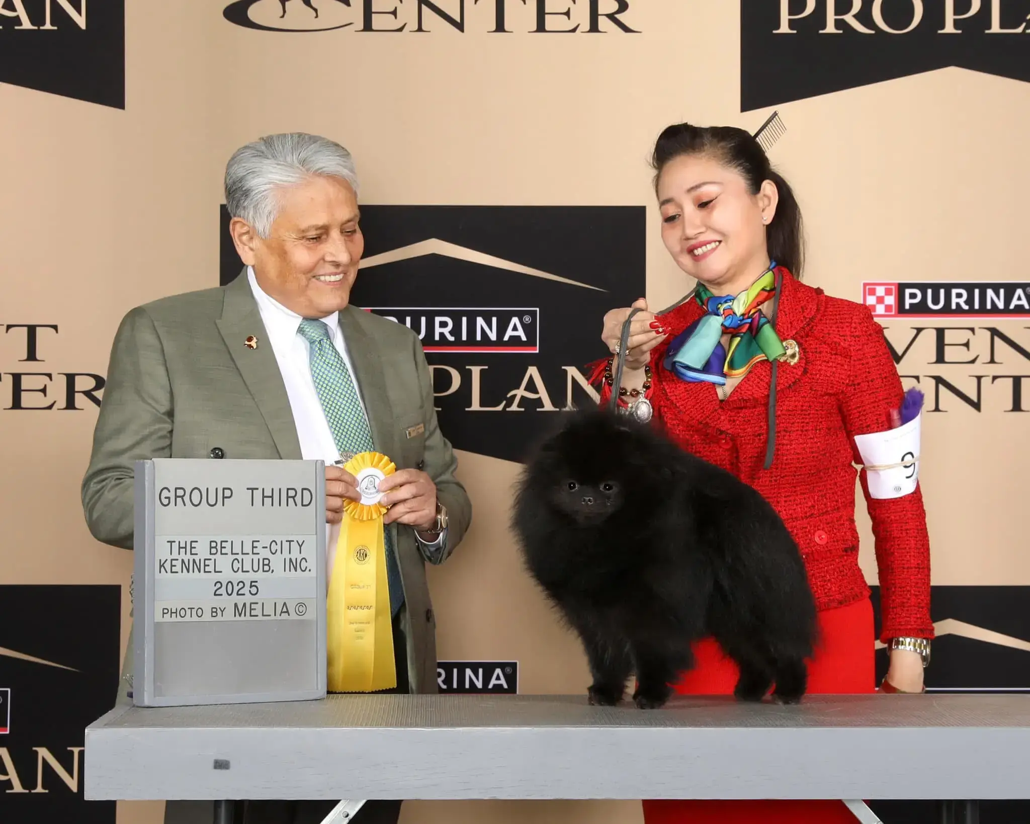 Chó phốc sóc - Chuyên trang về giống chó Pomeranian Pomeranian màu đen – Bí mật vẻ đẹp quyến rũ và cá tính độc đáo của giống chó "tuyệt phẩm" chó pom màu đen Kiến thức cơ bản về giống chó phốc sóc