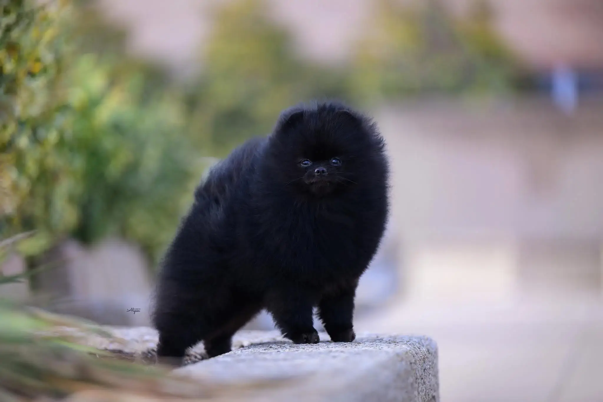 Chó phốc sóc - Chuyên trang về giống chó Pomeranian Pomeranian màu đen – Bí mật vẻ đẹp quyến rũ và cá tính độc đáo của giống chó "tuyệt phẩm" chó pom màu đen Kiến thức cơ bản về giống chó phốc sóc