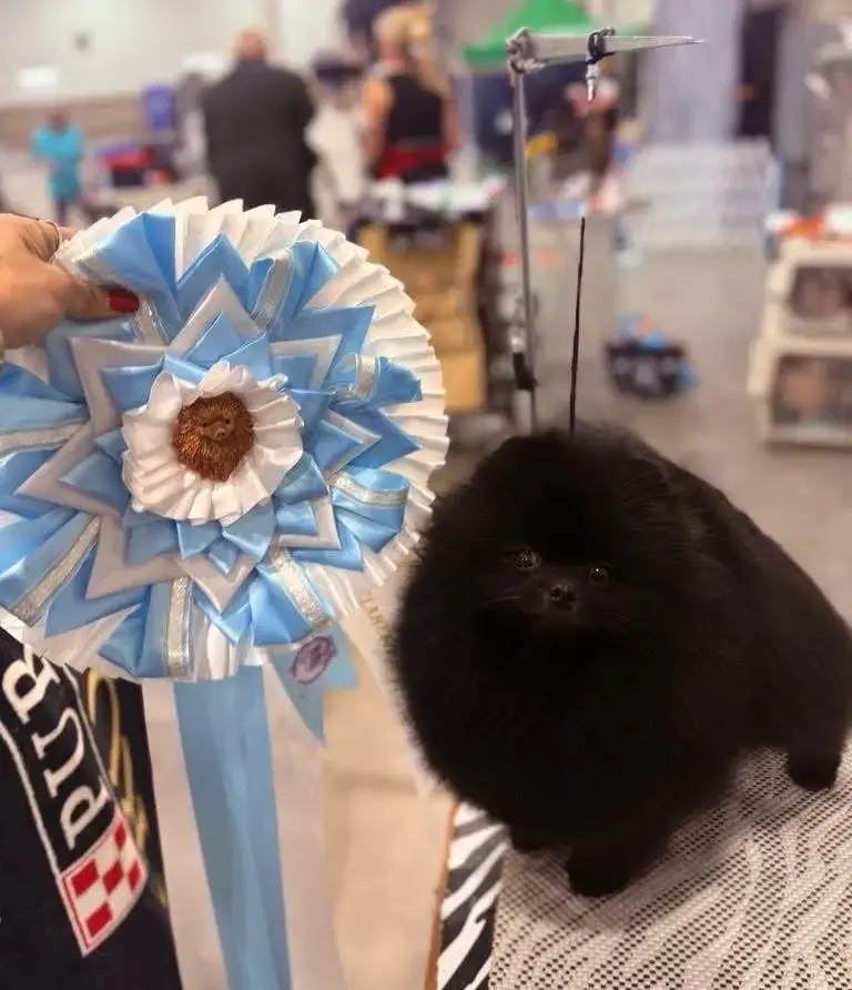 Chó phốc sóc - Chuyên trang về giống chó Pomeranian Pomeranian màu đen – Bí mật vẻ đẹp quyến rũ và cá tính độc đáo của giống chó "tuyệt phẩm" chó pom màu đen Kiến thức cơ bản về giống chó phốc sóc