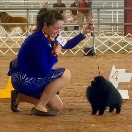 Chó phốc sóc - Chuyên trang về giống chó Pomeranian Pomeranian màu đen – Bí mật vẻ đẹp quyến rũ và cá tính độc đáo của giống chó "tuyệt phẩm" chó pom màu đen Kiến thức cơ bản về giống chó phốc sóc