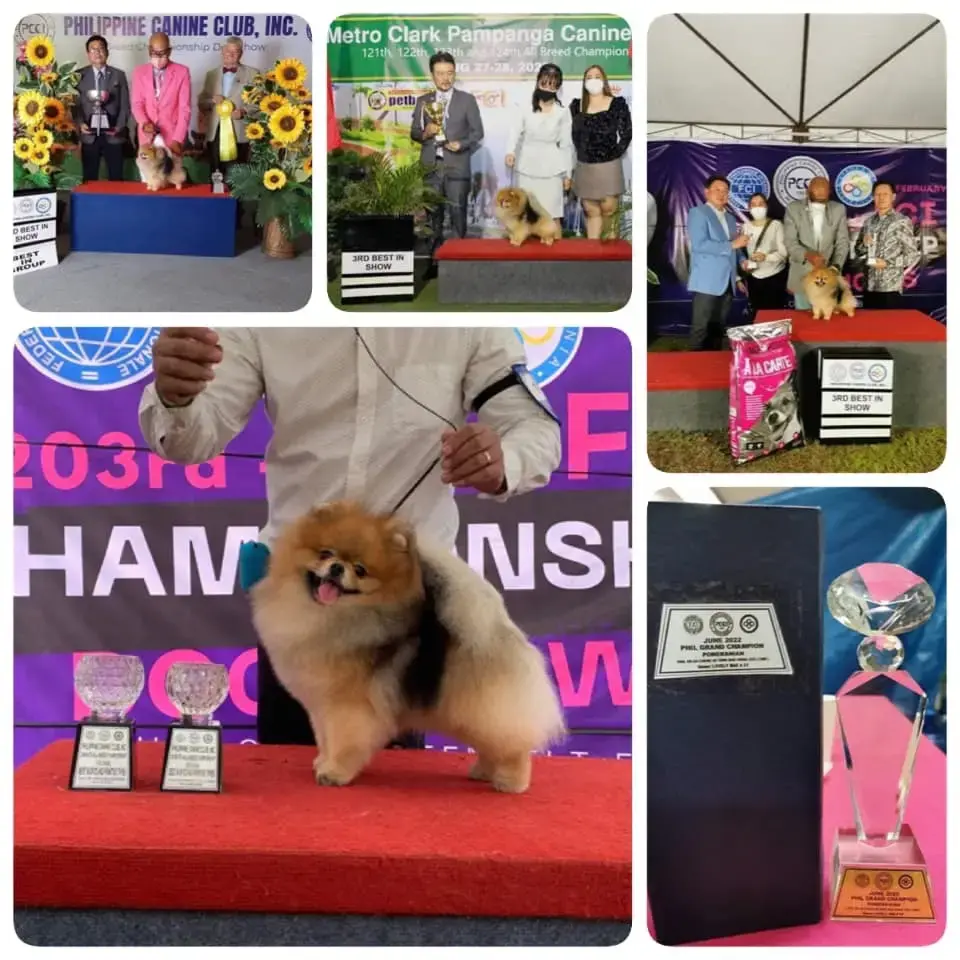 Chó phốc sóc - Chuyên trang về giống chó Pomeranian Thông tin về giống Chó Pomeranian theo tiêu chuẩn AKC (American Kennel Club) - Update mới nhất 2025 Chó phốc sóc Kiến thức cơ bản về giống chó phốc sóc