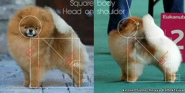 Chó phốc sóc - Chuyên trang về giống chó Pomeranian Thông tin về giống Chó Pomeranian theo tiêu chuẩn AKC (American Kennel Club) - Update mới nhất 2025 Chó phốc sóc Kiến thức cơ bản về giống chó phốc sóc