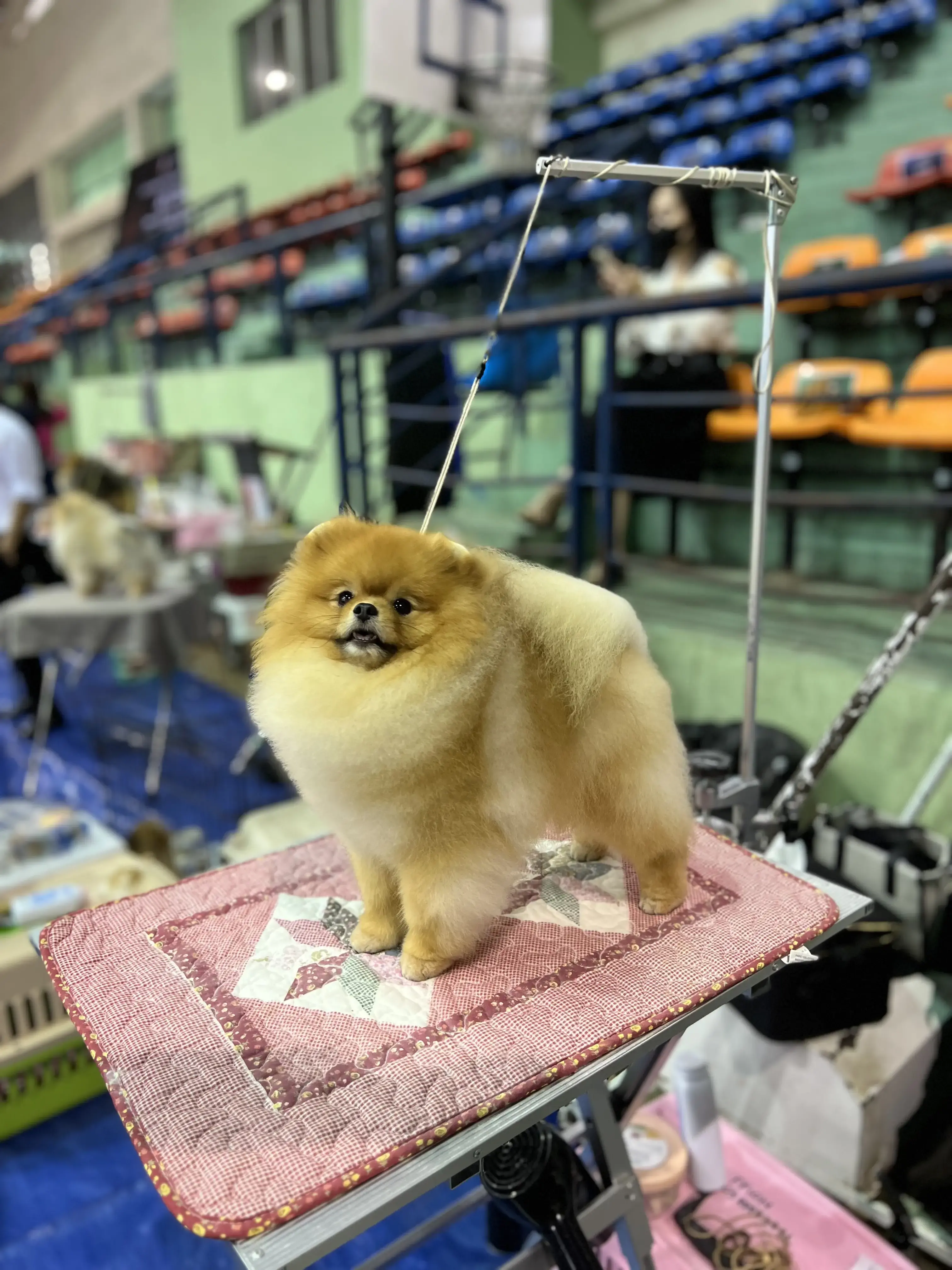 Chó phốc sóc - Chuyên trang về giống chó Pomeranian Thông tin về giống Chó Pomeranian theo tiêu chuẩn AKC (American Kennel Club) - Update mới nhất 2025 Chó phốc sóc Kiến thức cơ bản về giống chó phốc sóc