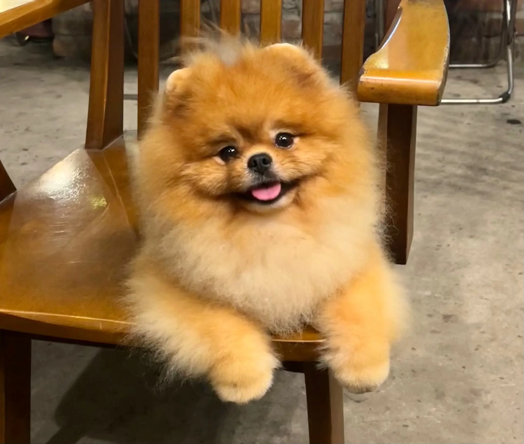 Chó phốc sóc - Chuyên trang về giống chó Pomeranian Pomeranian và Spitz - Khám Phá Vẻ Đẹp và Tính Cách Của Hai Giống Chó Dễ Thương Pomeranian và Spitz Kiến thức cơ bản về giống chó phốc sóc