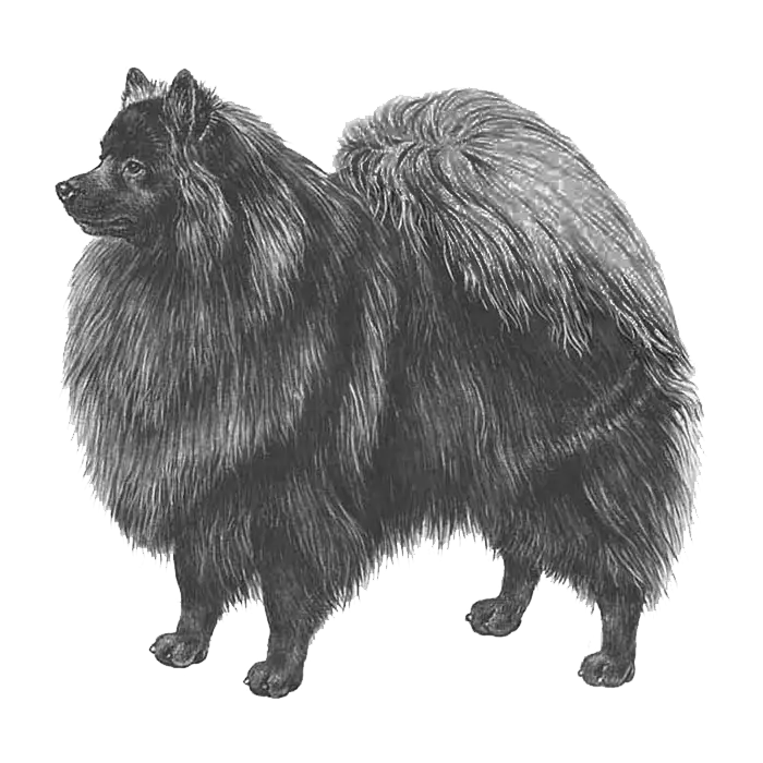 Chó phốc sóc - Chuyên trang về giống chó Pomeranian Pomeranian và Spitz - Khám Phá Vẻ Đẹp và Tính Cách Của Hai Giống Chó Dễ Thương Pomeranian và Spitz Kiến thức cơ bản về giống chó phốc sóc