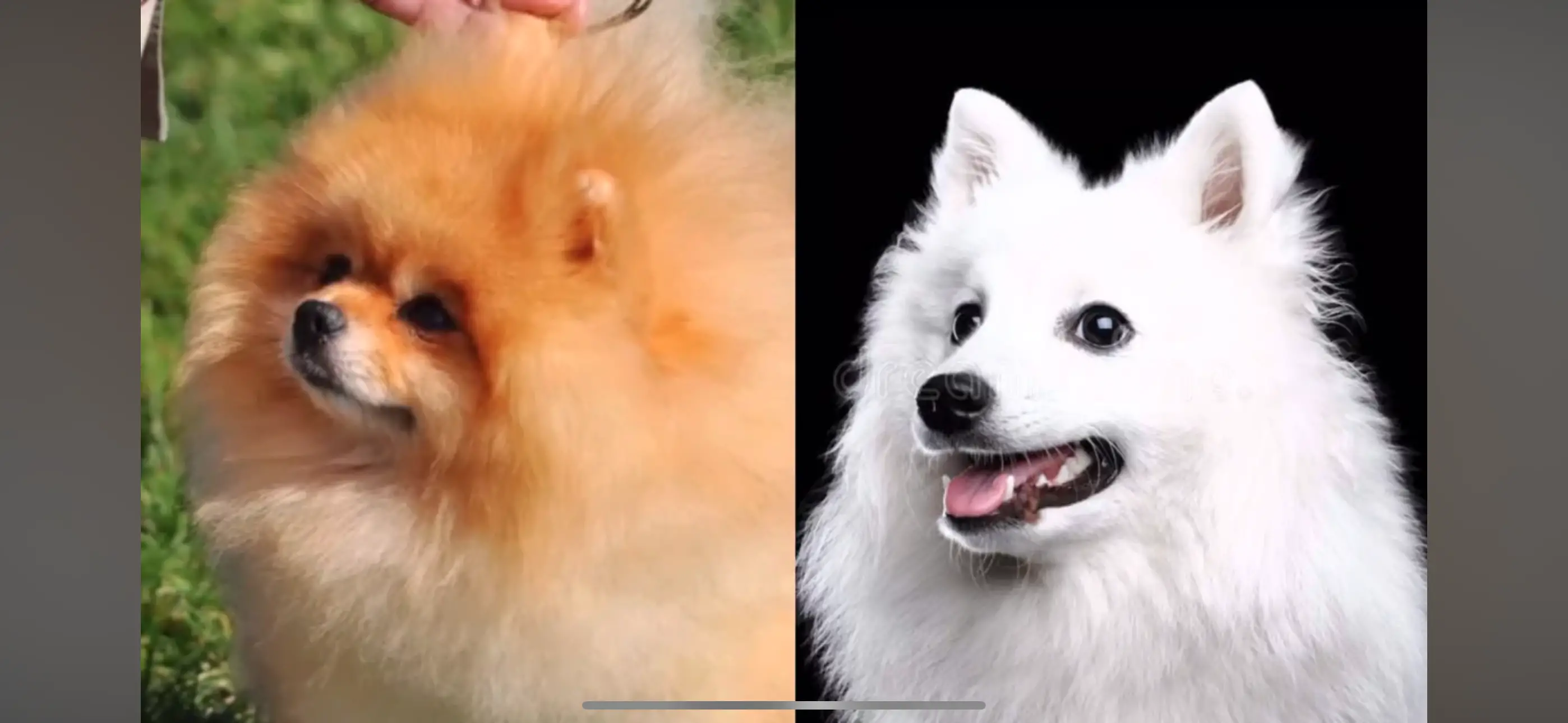 Chó phốc sóc - Chuyên trang về giống chó Pomeranian Pomeranian và Spitz - Khám Phá Vẻ Đẹp và Tính Cách Của Hai Giống Chó Dễ Thương Pomeranian và Spitz Kiến thức cơ bản về giống chó phốc sóc