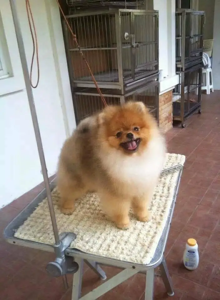 Chó phốc sóc - Chuyên trang về giống chó Pomeranian Khám Phá Tính Cách Đáng Yêu Của Pomeranian Thuần Chủng - Những Điều Thú Vị Bạn Chưa Biết tính cách chó pom Kiến thức cơ bản về giống chó phốc sóc