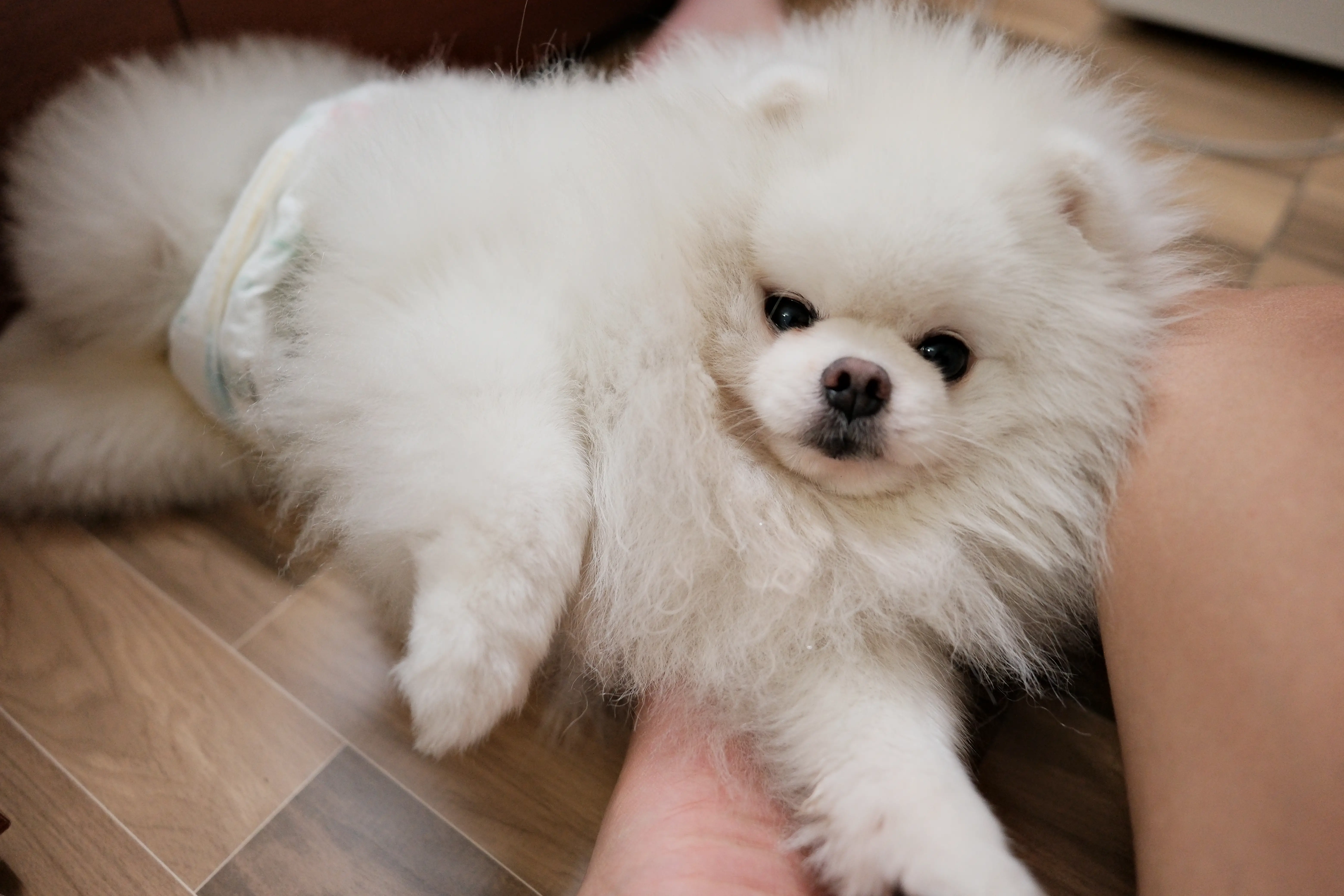 Chó phốc sóc - Chuyên trang về giống chó Pomeranian Khám Phá Tính Cách Đáng Yêu Của Pomeranian Thuần Chủng - Những Điều Thú Vị Bạn Chưa Biết tính cách chó pom Kiến thức cơ bản về giống chó phốc sóc