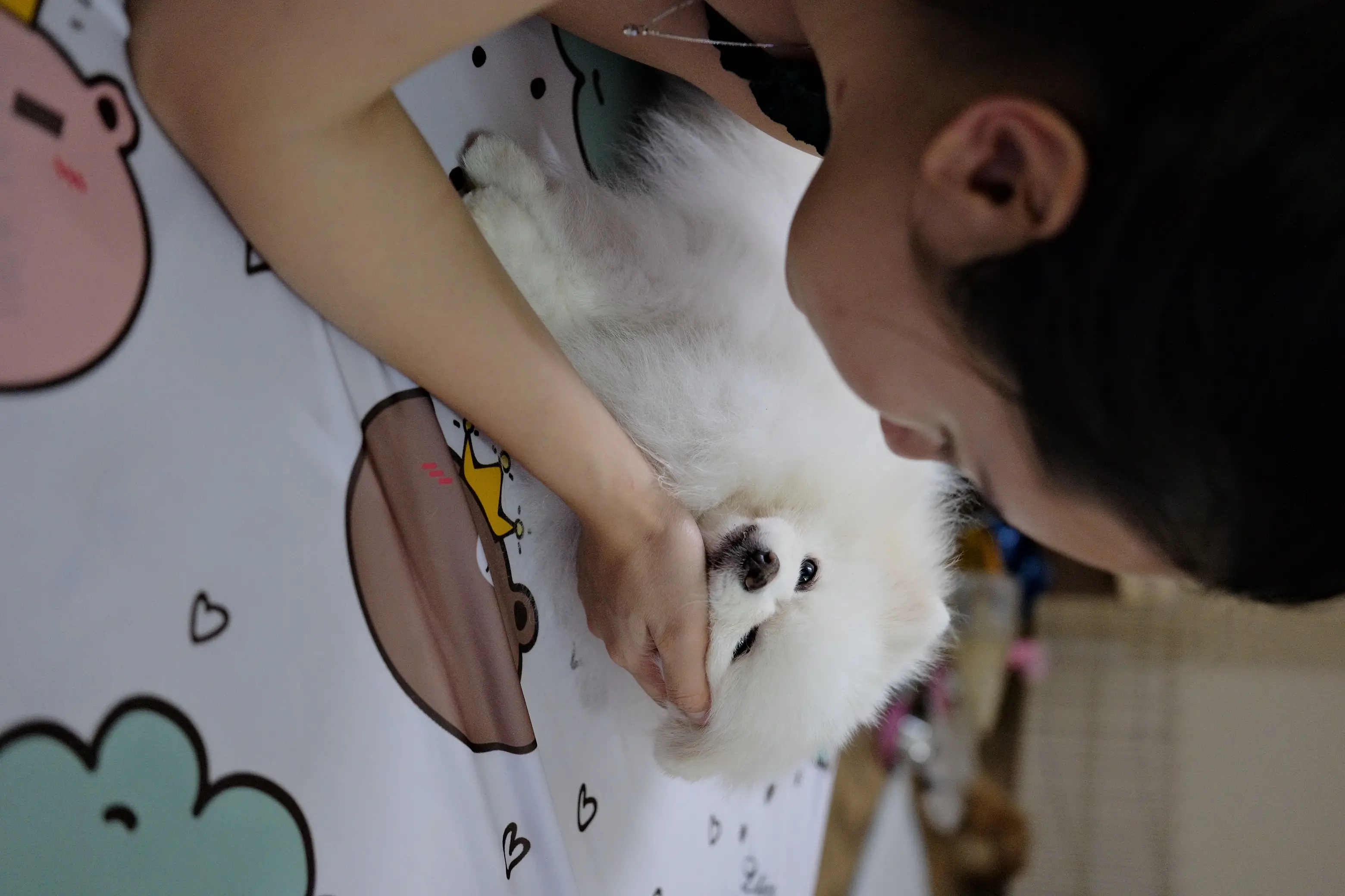 Chó phốc sóc - Chuyên trang về giống chó Pomeranian Khám Phá Tính Cách Đáng Yêu Của Pomeranian Thuần Chủng - Những Điều Thú Vị Bạn Chưa Biết tính cách chó pom Kiến thức cơ bản về giống chó phốc sóc