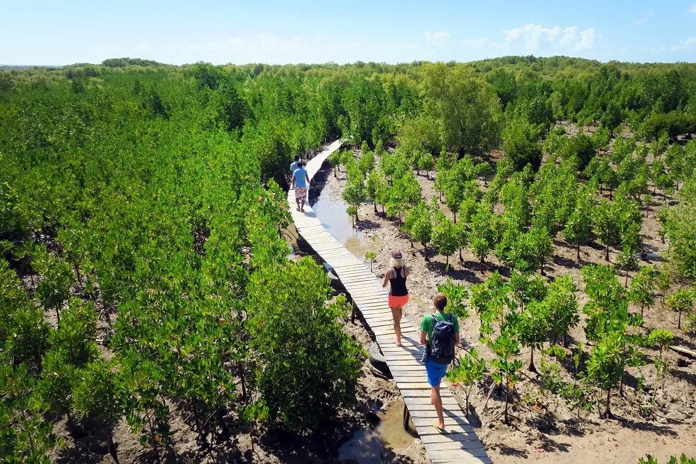 Discover Reniala, the unique spiny forest and the Honko mangroves before your flight from Tulear.