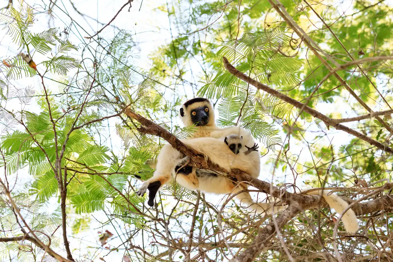 Parque Nacional de Kirindy Mitea, suroeste de Madagascar