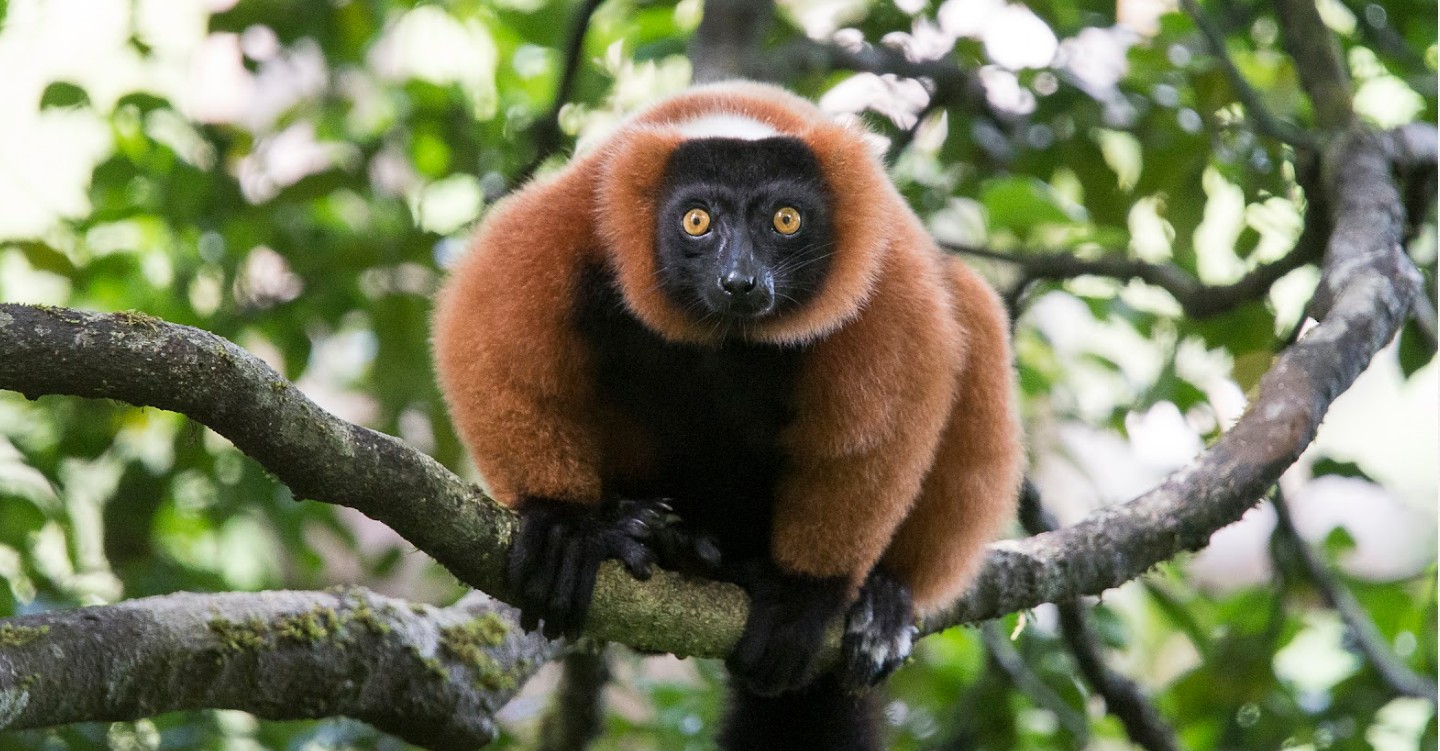 Selva pluvial costera y bahía del Parque Nacional de Masoala