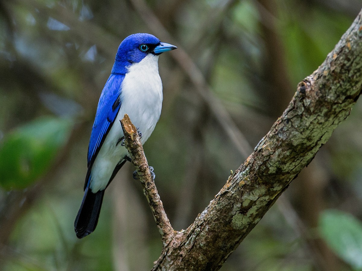 Birding Madagascar