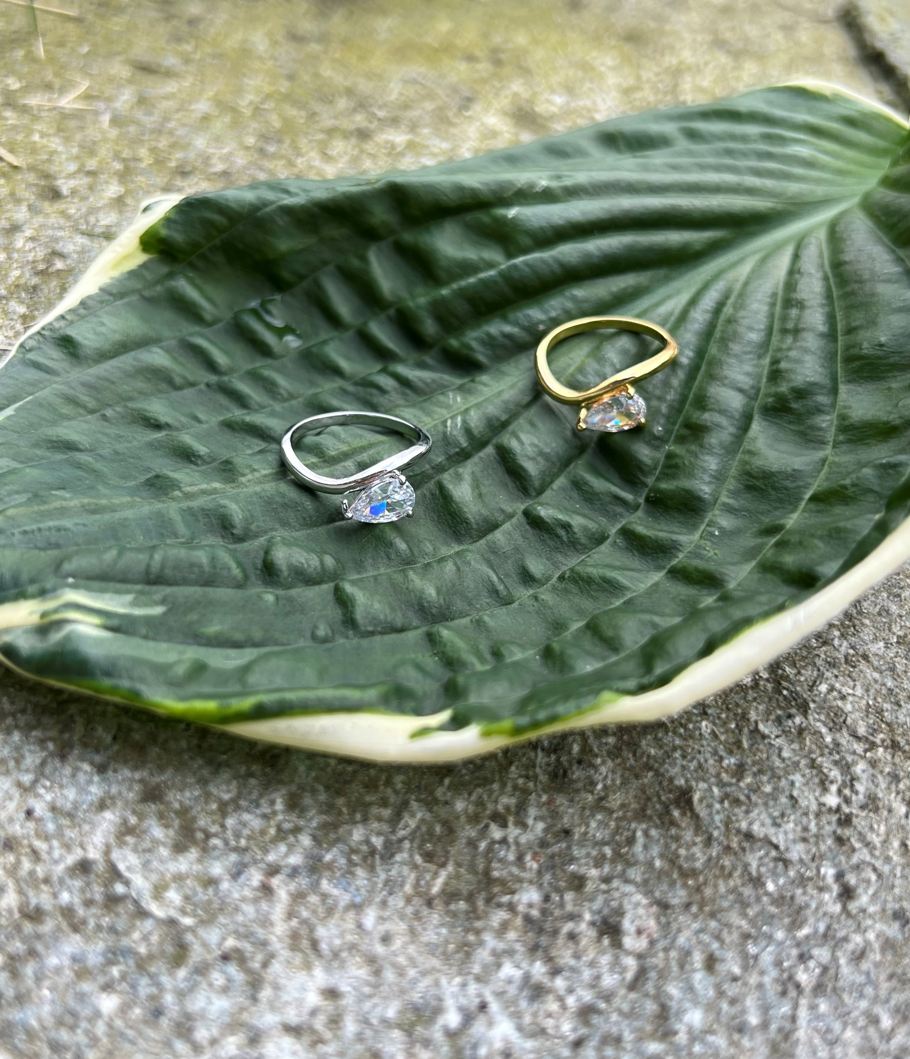 Bambii ring gull