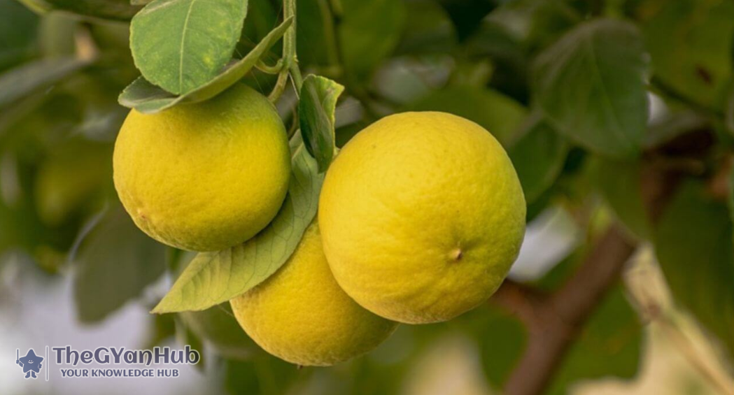 nimbu nimbu