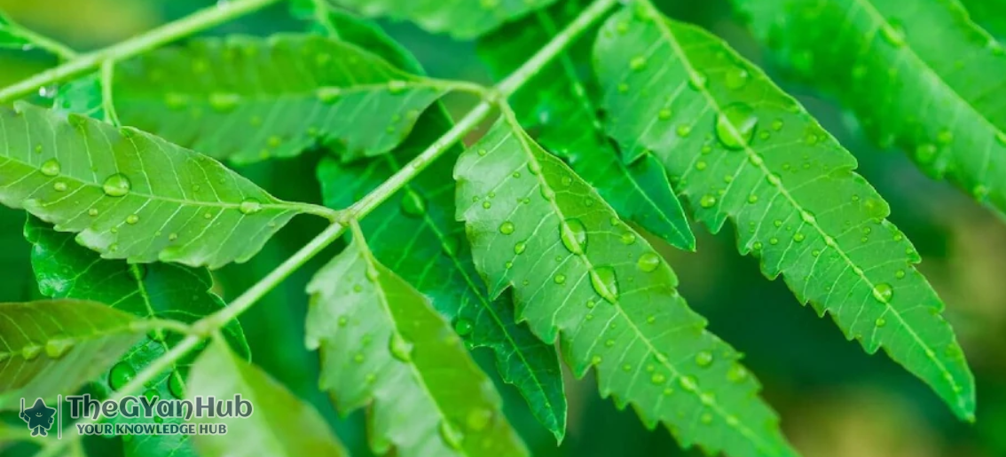 neem1 neem1