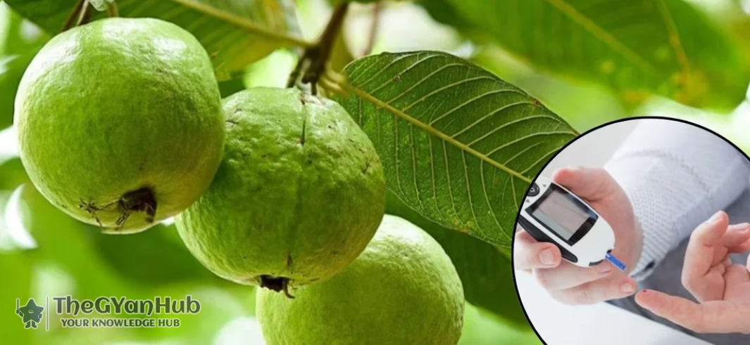 guava3