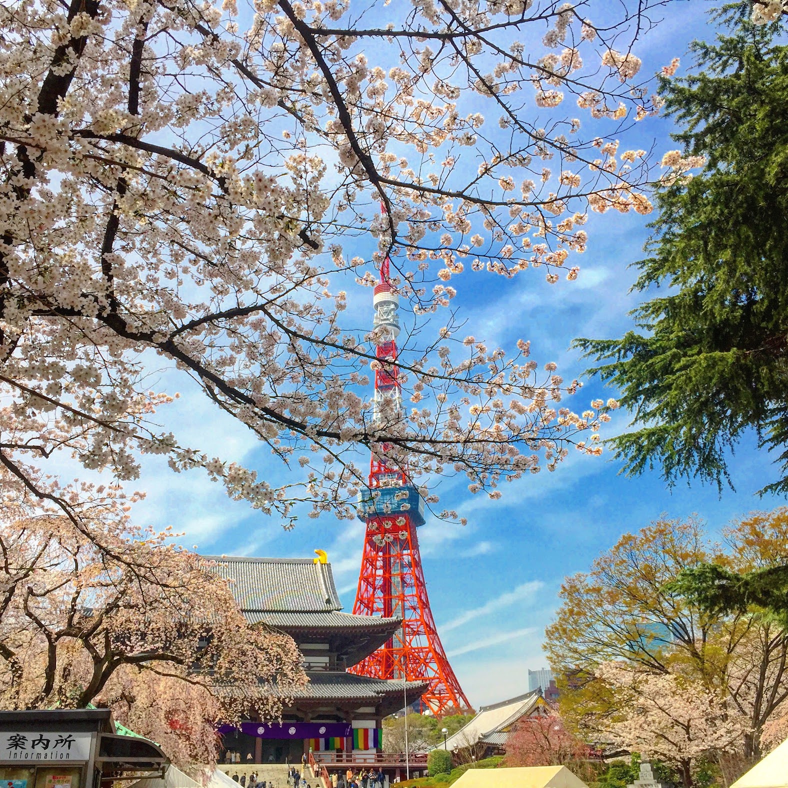 Tokyo 7