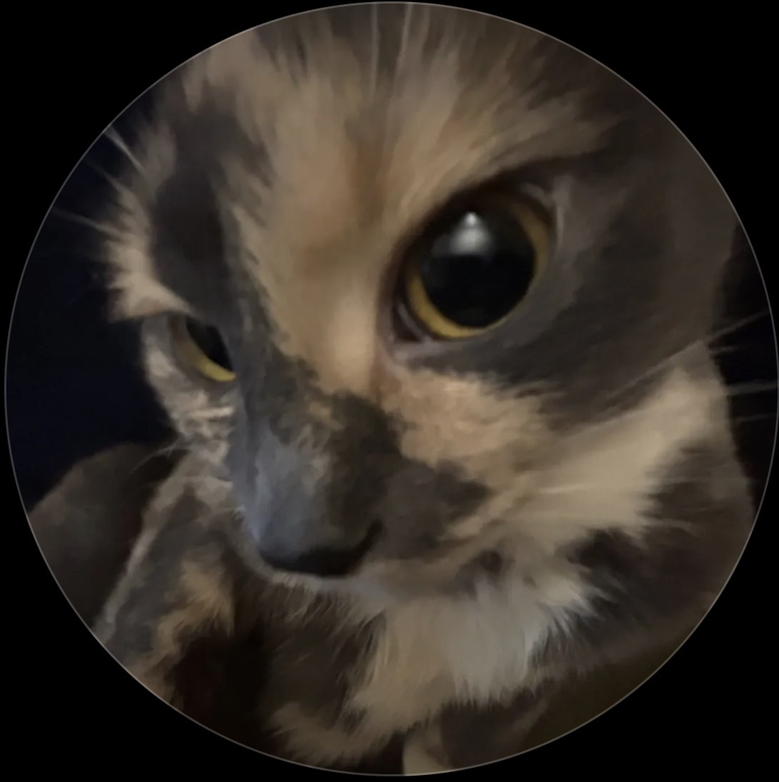 Small Kitty Profile
