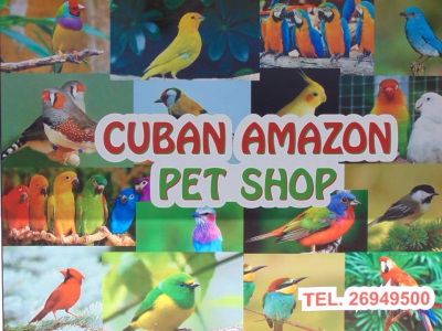 Cuban Amazon Pet Shop