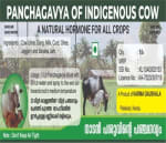 panchgavya bottle REDUCED