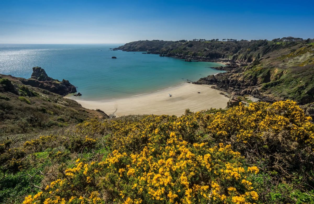 Spring guernsey