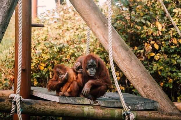 JerseyZoo