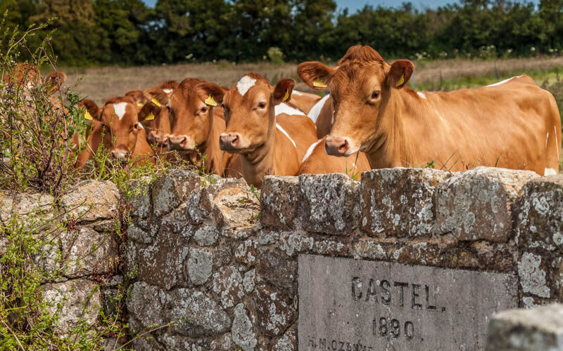 Guernsey cows