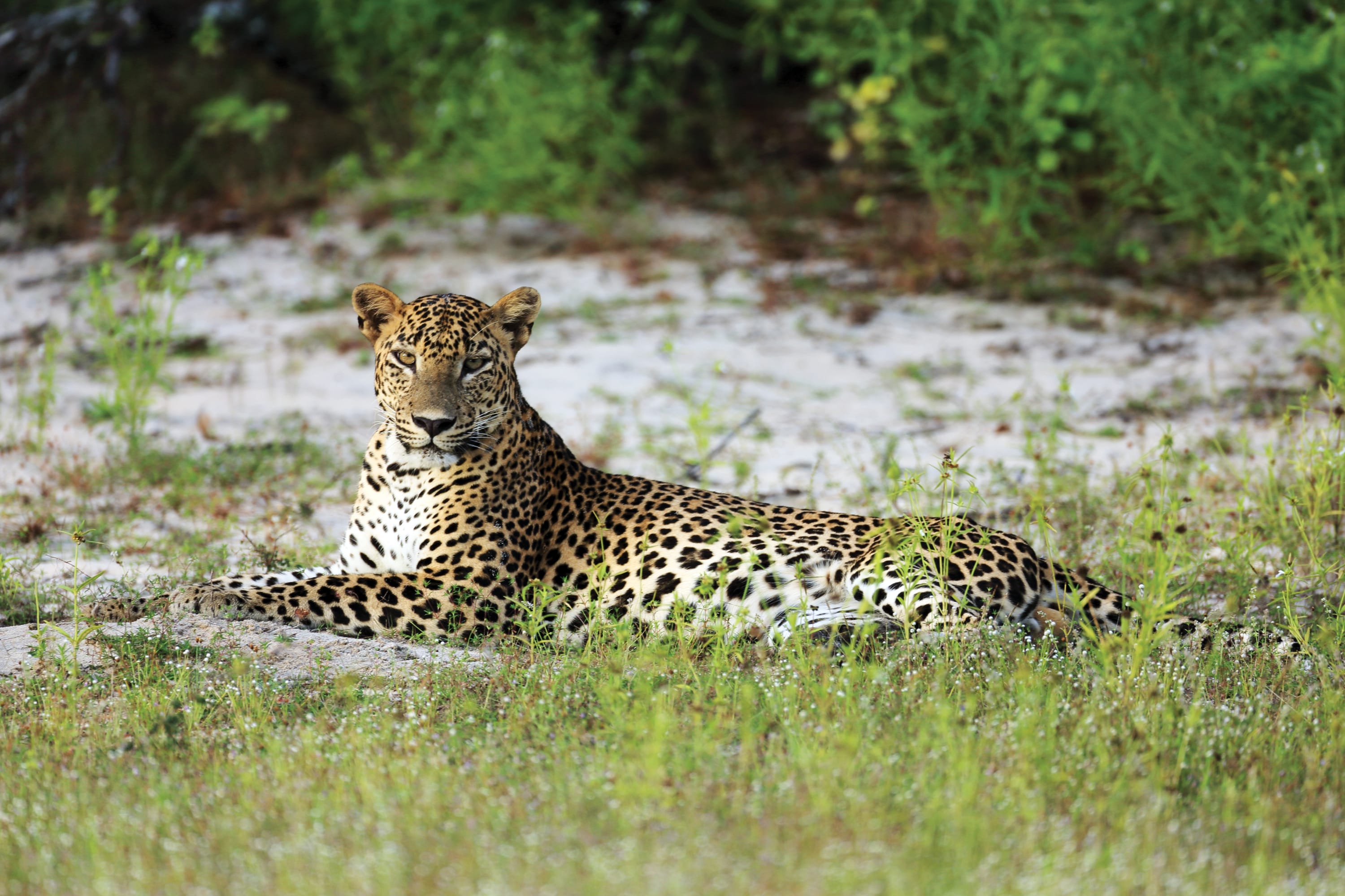 Yala National Park 