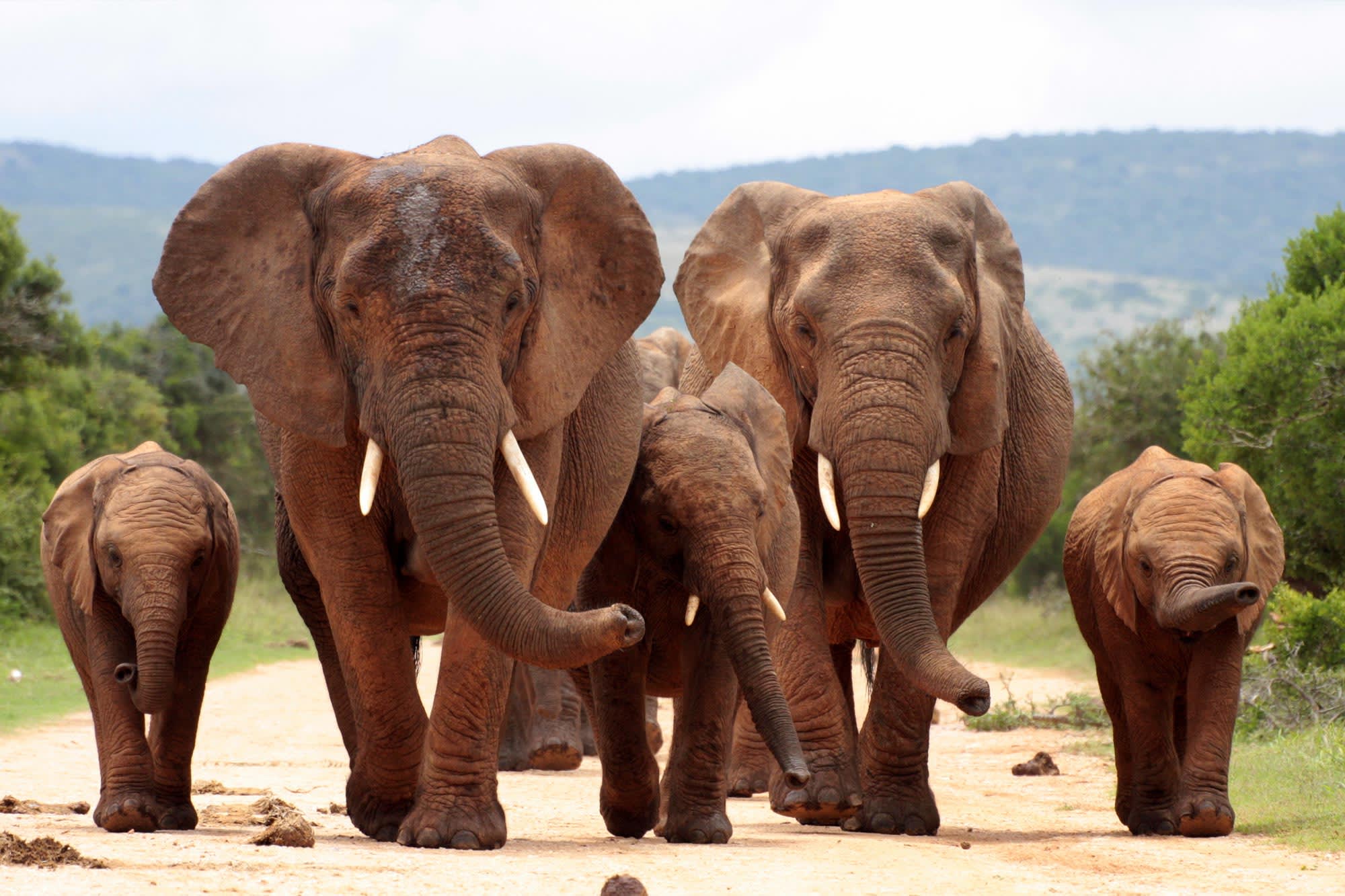 Eastern Cape Game Reserves