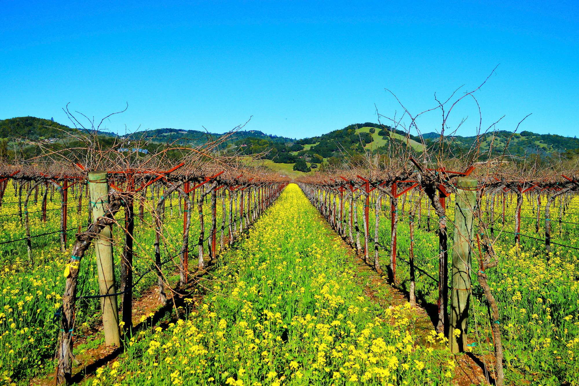 California Wine Country holidays