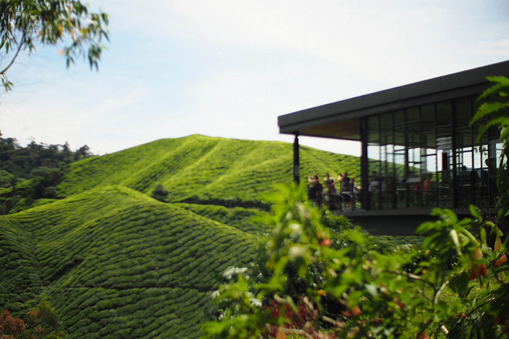 Cameron Highlands holidays
