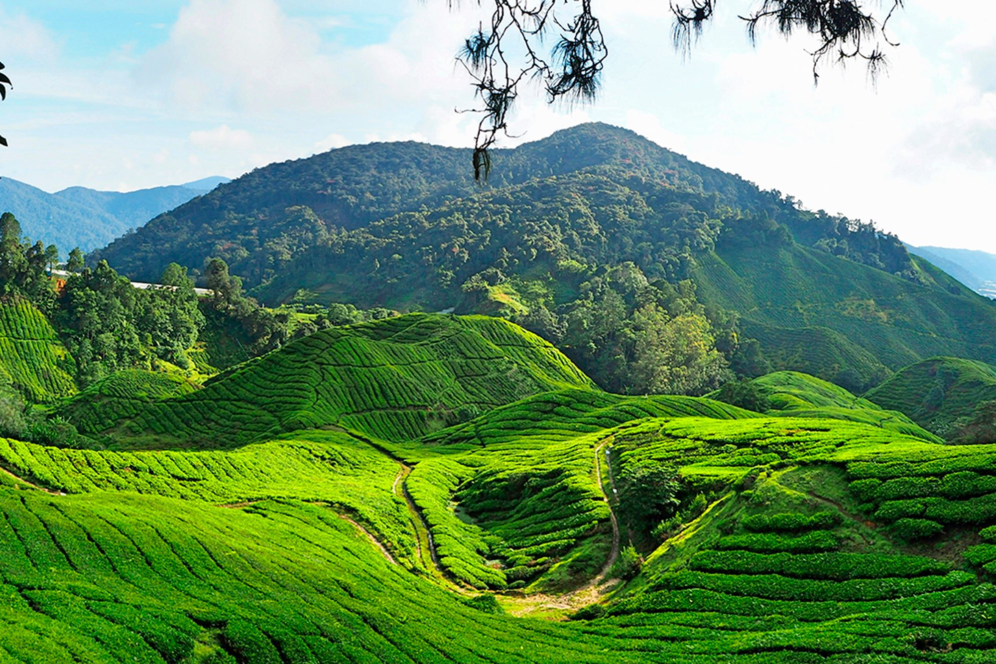 The Cameron Highlands
