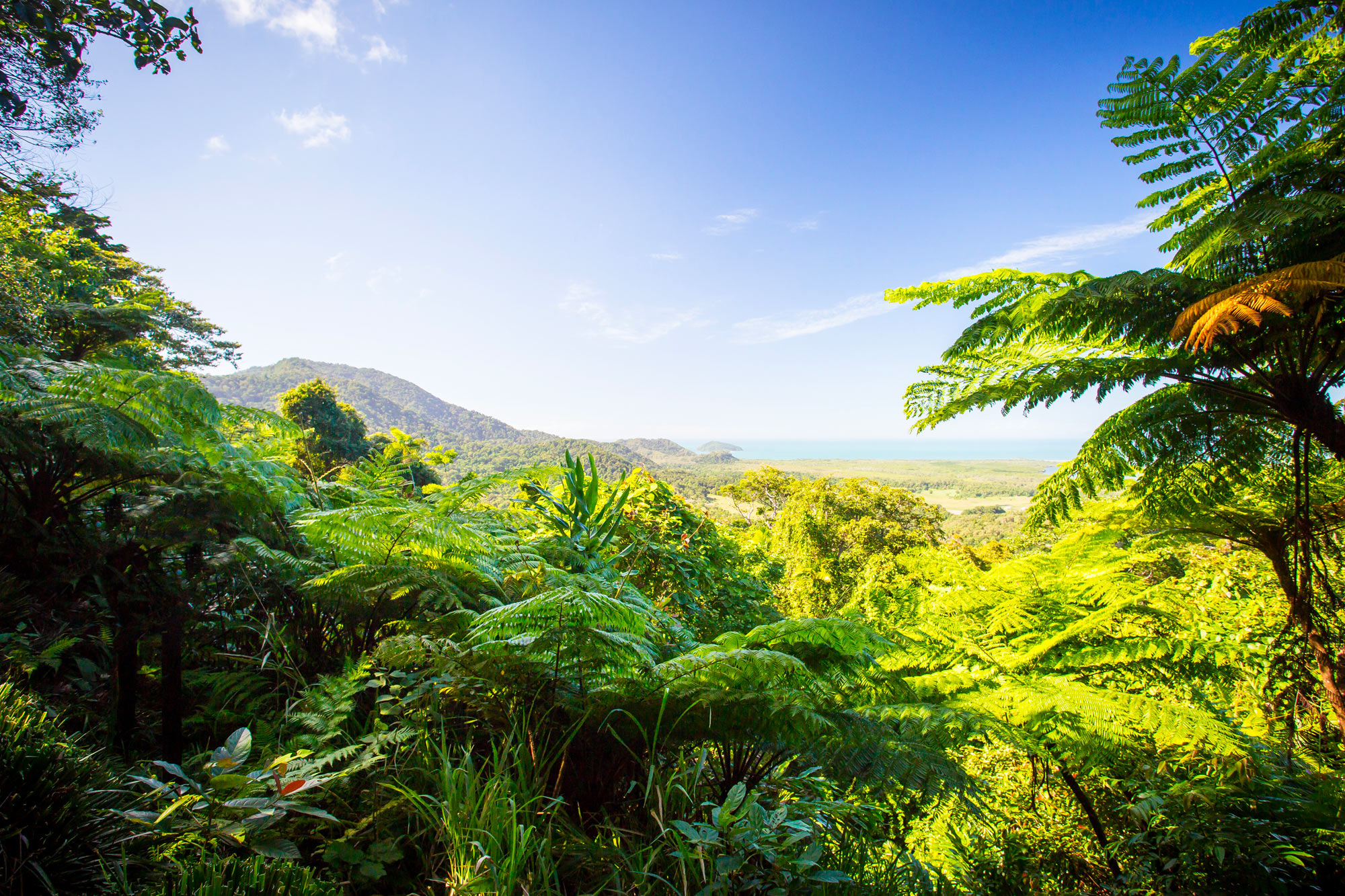 Daintree and Cape Tribulation holidays