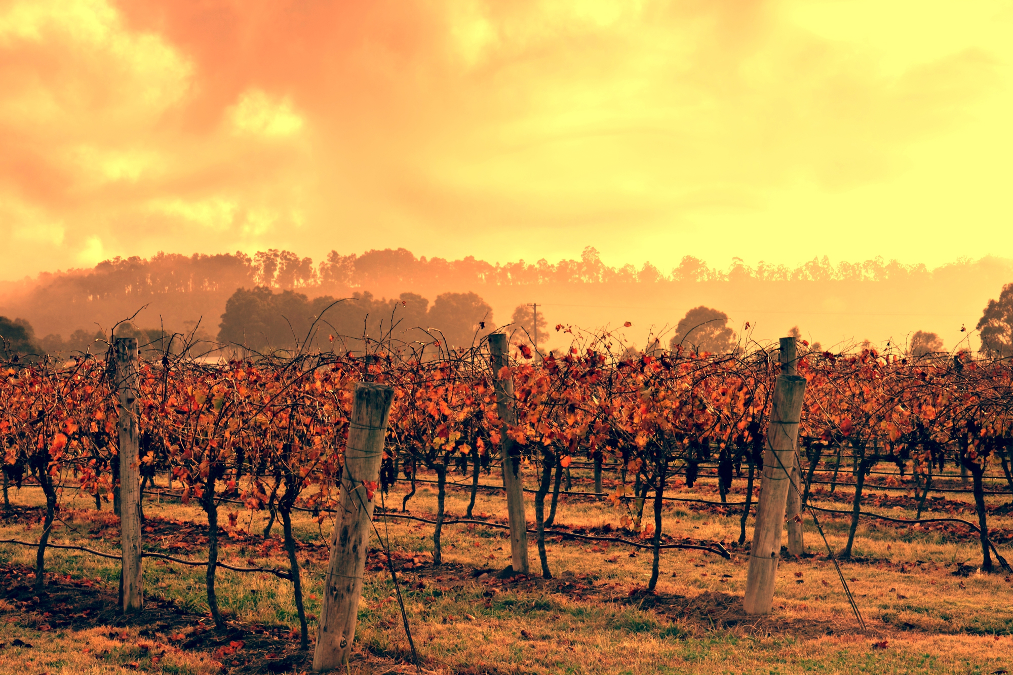 Hunter Valley holidays