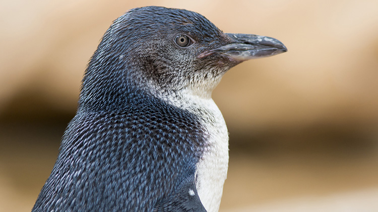 Phillip Island Penguin Parade