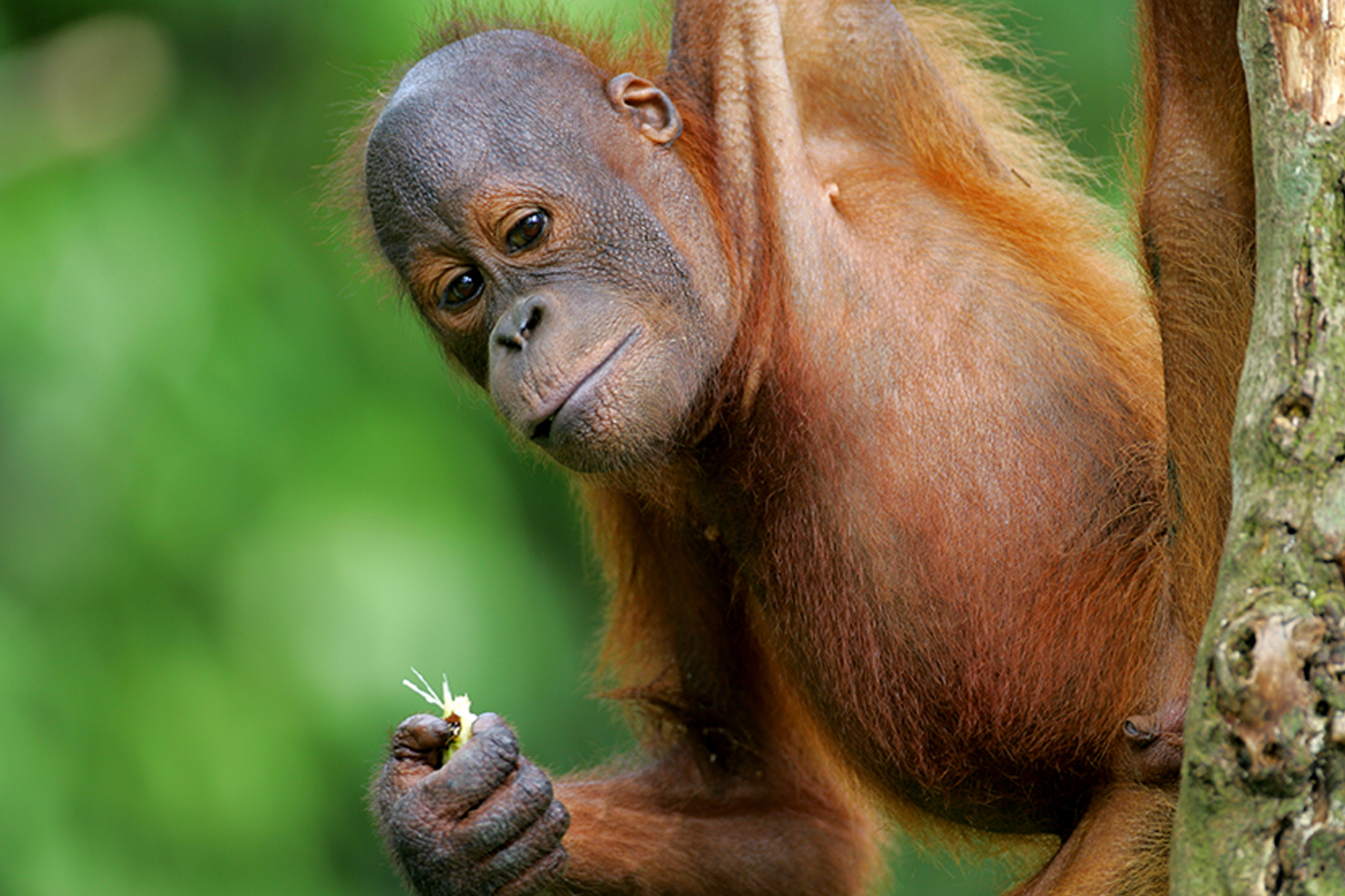 Sandakan Wildlife Adventure Tour
